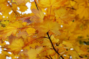 Sonbahar akçaağaç yapraklarıyla dolu. Ağaç dallarındaki sarı yapraklar. Sonbahar teması. İnsanlar olmadan.