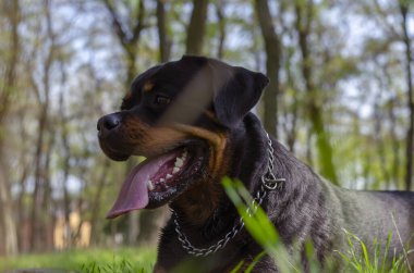Parktaki yeşil çimlerin üzerinde yatan portre Rottweiler. Pet kameranın ötesine bakıyor. Zemin katta ateş ediliyor. Seçici Odaklanma