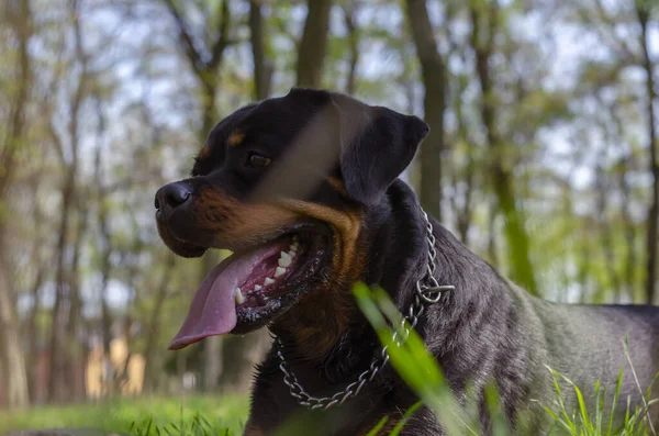 罗特韦勒的画像躺在公园的绿草上 宠物狗正密切注视着过去的摄像头 地面上的射击 选择性焦点 — 图库照片