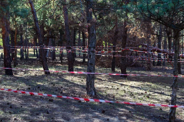 Pine Wood Red Warning Tape Warning Tape Stretched Trees Prohibition — Stock Photo, Image