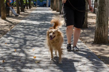 Yetişkin bir kadın melez köpeğiyle güneşli şehirde yürüyor. Uzun saçlı, melez kırmızı köpek kameraya bakar. Hayvanlar için aşk.