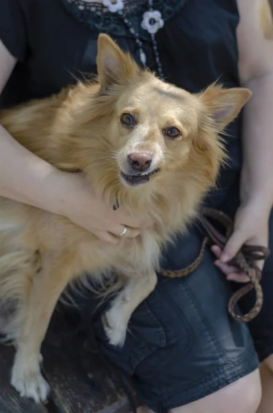 Portret Van Onverschrokken Kleine Rode Hond Van Gemengd Ras Die — Stockfoto