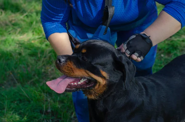 Middle-aged woman holds Rottweiler dog by  collar. Woman in blue tracksuit prepares for dog show. Sports and Dog Breeding