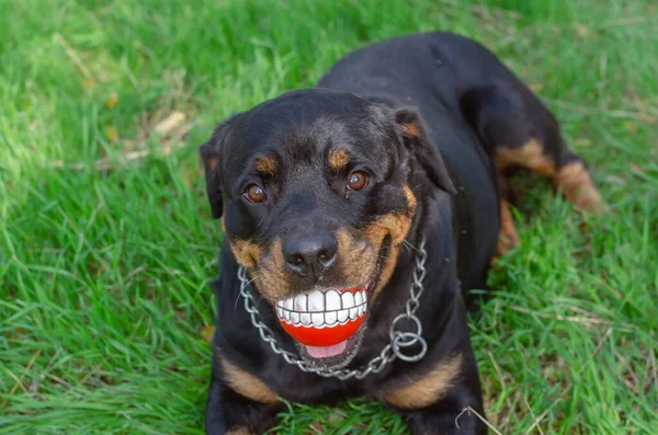 Lachbal Mond Van Een Hond Hond Houdt Rood Speelgoed Vast — Stockfoto