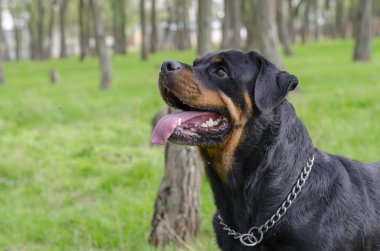 Rottweiler kadınının portresi kameranın arkasına bakıyor. Hayvanla parkta yürüyorum. Hayvanları severim.