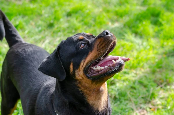 Portret Van Rottweiler Vrouw Die Voorbij Camera Kijkt Wandelen Het — Stockfoto