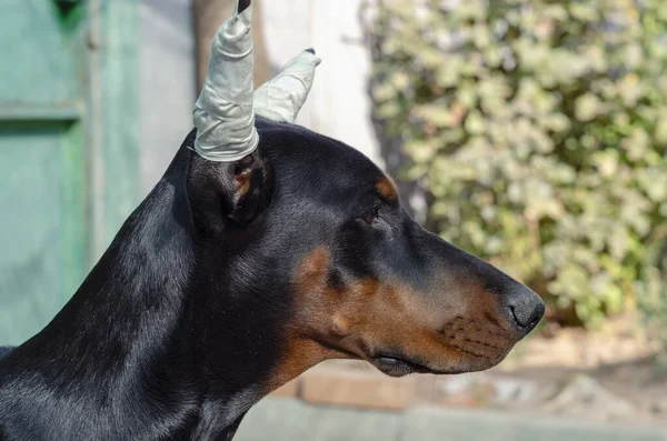 Portrait of a Doberman puppy with bandaged ears. The dog's ears are tightly fixed with a white medical bandage. Side view.