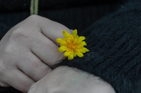 Konzept Von Harmonie Zärtlichkeit Romantik Großaufnahme Einer Gelben Feldblume Und — Stockfoto