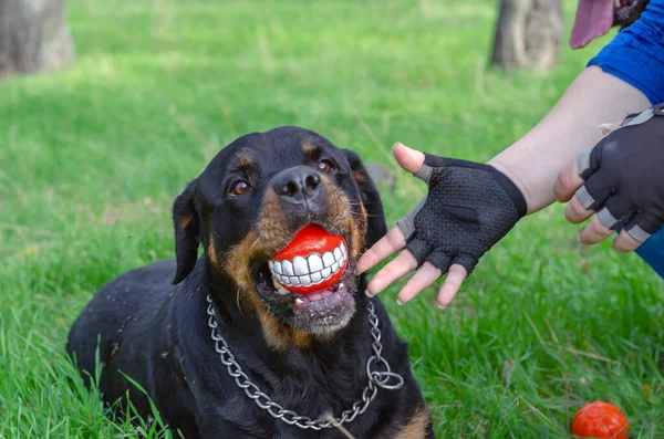 Parmakları olmayan kadın elleri ve ağzında gülümseme topu olan Rottweiler. Köpeğin elinde kocaman gülüşlü kırmızı bir oyuncak var. Köpek parkında evcil hayvanınla eğlenceli yürüyüşler..