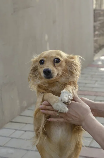 Portret Van Schattige Rode Gemengde Ras Hond Kleine Hond Zittend — Stockfoto