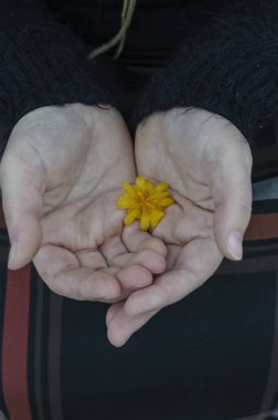 Uyum, şefkat, romantizm kavramı. Kadınların avuçlarında sarı tarla çiçeği. Orta yaşlı kadın elinde küçük bir çiçek tutuyor. Yukarıdan bir açıyla görüntüle