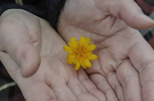 Konzept Von Harmonie Zärtlichkeit Romantik Gelbe Feldblume Den Handflächen Von — Stockfoto