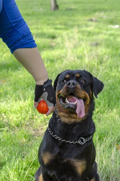 Rottweiler Chien Regarde Avec Intérêt Balle Dans Main Propriétaire Pet — Photo