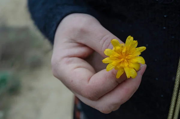 Großaufnahme Einer Gelben Feldblume Der Hand Einer Frau Eine Erwachsene — Stockfoto