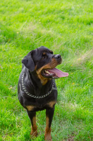 Retrato Hembra Rottweiler Mirando Más Allá Cámara Caminando Parque Con —  Fotos de Stock