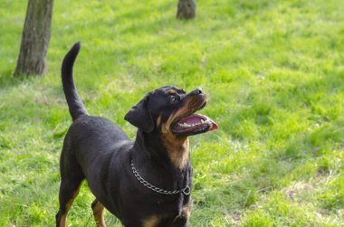 Rottweiler kadınının portresi kameranın arkasına bakıyor. Hayvanla parkta yürüyorum. Hayvanları severim.