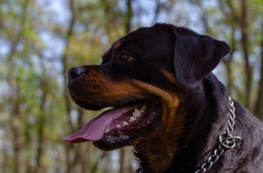 Rottweiler 'ın sonbahar ormanındaki portresi gökyüzüne karşı. Dili ve ağzı açık neşeli bir hayvan. Alman türünün temsilcisi Rottweiler..
