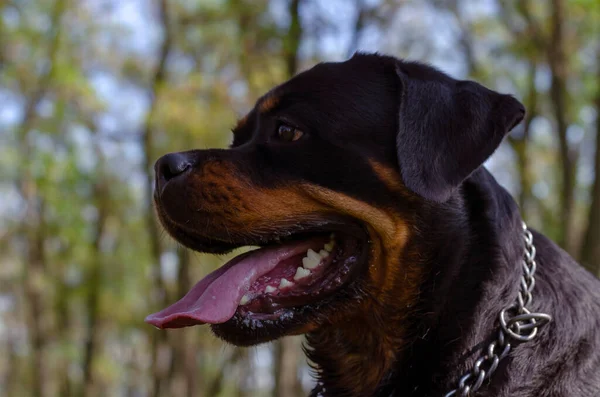 Rottweiler 'ın sonbahar ormanındaki portresi gökyüzüne karşı. Dili ve ağzı açık neşeli bir hayvan. Alman türünün temsilcisi Rottweiler..