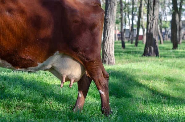 Tyłu Brązowej Krowy Pastwisku Ciało Zwierzęcia Wieloma Muchami Żadnych Ludzi — Zdjęcie stockowe