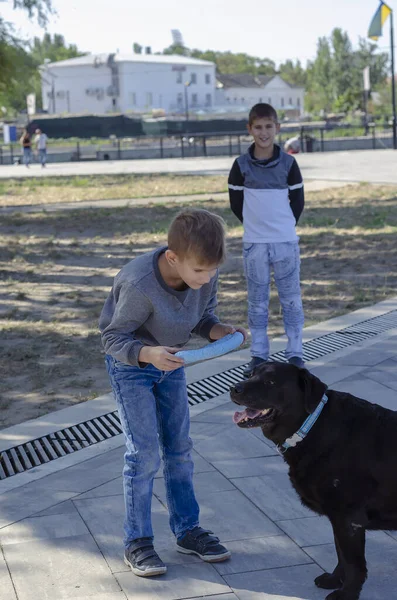 Two brothers will walk with labrador outside. Children play with dog toy hoop. Love for animals