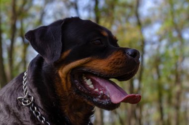 Rottweiler 'ın sonbahar ormanındaki portresi gökyüzüne karşı. Dili ve ağzı açık neşeli bir hayvan. Alman türünün temsilcisi Rottweiler..