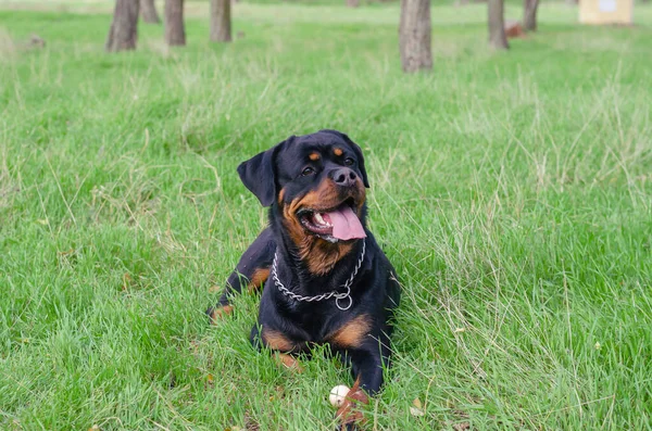品种罗特韦勒犬的画像躺在公园的绿草中 宠物狗小心地抬起头 侧身走过摄像机 玩具球放在他的爪子附近 — 图库照片