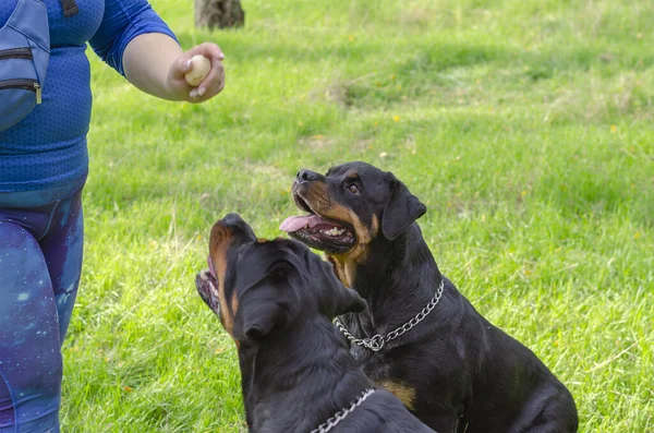 Rottweiler eğitimi konsepti. İki Rottweiler bahçede oturur ve köpek bakıcısının elini yakından izler..