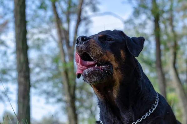 Cold diseases and allergies in pets concept. Dog sneezes while walking in the dog park. Portrait of an adult Rottweiler with open mouth, sticking out his tongue and eyes closed. Symptoms of disease..