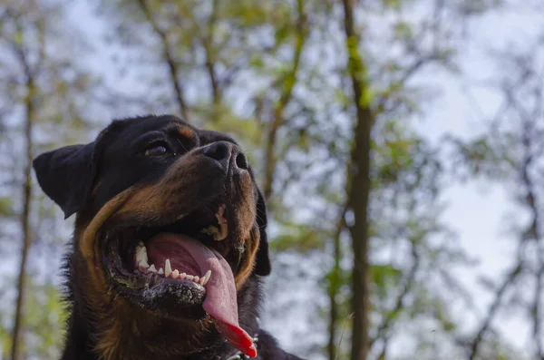 Portret Rottweilera Jesiennym Lesie Tle Nieba Wesoły Zwierzak Otwartymi Ustami — Zdjęcie stockowe