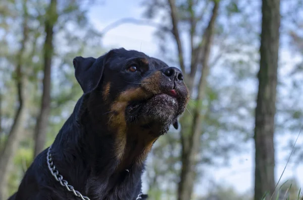 Growling Rottweiler Close Com Árvores Céu Fundo Retrato Cão Que — Fotografia de Stock