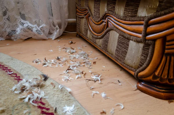 Φτερά Κοτόπουλου Από Χαλαρό Μαξιλάρι Στο Πάτωμα Μέσα Στο Δωμάτιο — Φωτογραφία Αρχείου