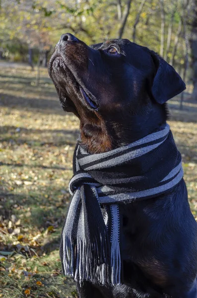 Portrait Rottweiler Romantique Portant Une Écharpe Rayée Dans Parc Automne — Photo