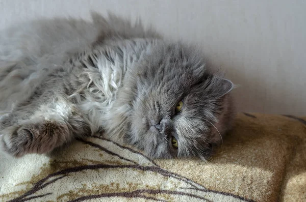 Баранина Сіра Пухнаста Кішка Лежить Його Боці Тварина Живе Сонячному — стокове фото