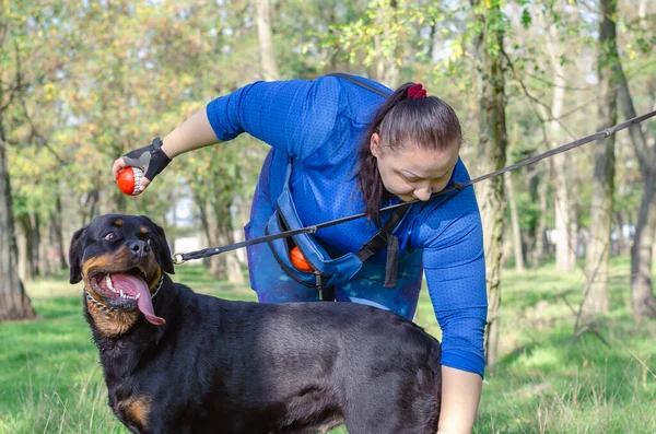 Mavi Eşofmanlı Yetişkin Bir Kadın Parkta Bir Rottweiler Antrenman Yapıyor — Stok fotoğraf