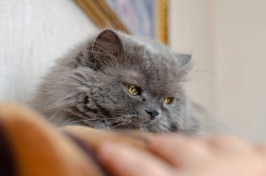 Büyük sarı gözlü gri tüylü bir kedinin portresi. İçeride yatan bir hayvanın kafasının yakın plan görüntüsü. Evcil hayvanlar.