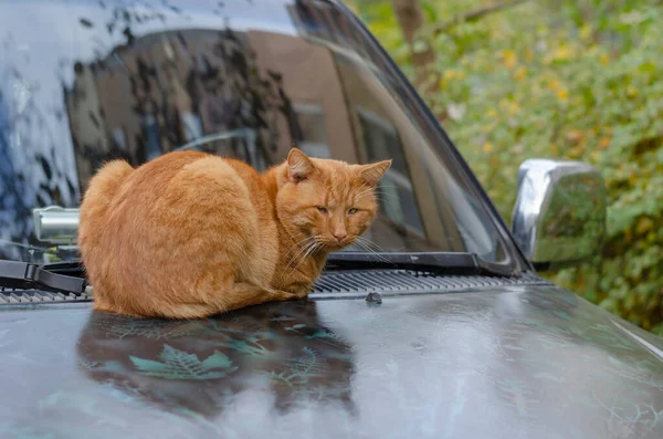 Cálida Capucha Del Coche Sienta Gato Jengibre Sin Hogar Gato — Foto de Stock