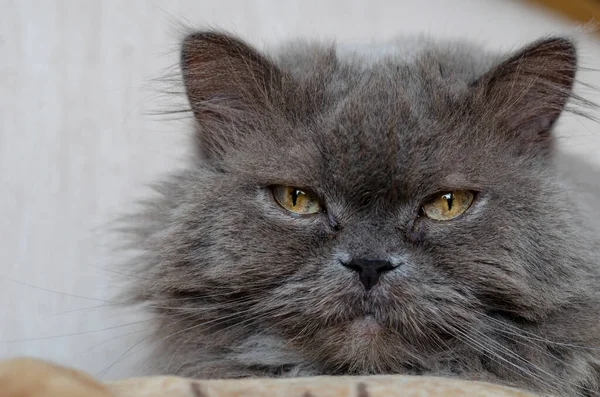 Retrato Gato Gris Esponjoso Con Grandes Ojos Amarillos Vista Cerca —  Fotos de Stock