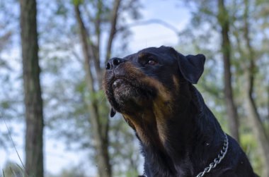 Hırıldayan Rottweiler, arka planda ağaçlar ve gökyüzü olan yakın plan. Kendisine ya da sahibine tehdit oluşturan bir köpeğin portresi. Köpekler için özel eğitim..
