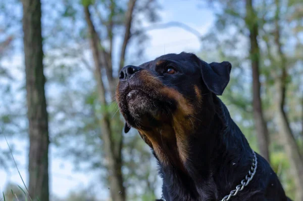 Vrčení Rottweiler Zblízka Stromy Obloha Pozadí Portrét Psa Který Čelí — Stock fotografie