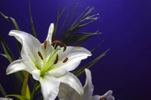 Zbliżenie Białego Kwiatu Lilii Niebieskim Tle Kwiaciarnia Projekt Skupienie Selektywne — Zdjęcie stockowe