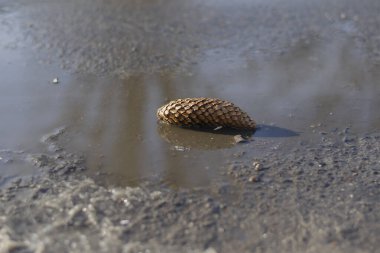 Firavun konisi asfalt yolda su birikintisinde yatıyor. Erimiş kar birikintisinde kahverengi koni. Seçici odaklanma. Kimse yok..