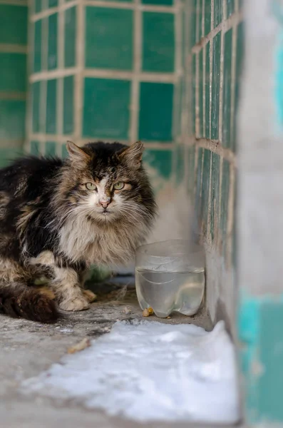 Vida Animais Sem Teto Cidade Inverno Retrato Gato Vadio Olhando — Fotografia de Stock
