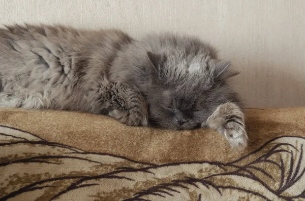 Šedá Sedmnáctiletá Kočka Spí Vzadu Gauči Chlupatá Stará Kočka Odpočívá — Stock fotografie