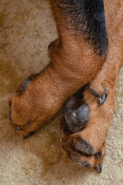 Close-up of the dog's paws on the carpet. Detailed shot of the dirty paws of a sleeping Rottweiler. The life of pets.
