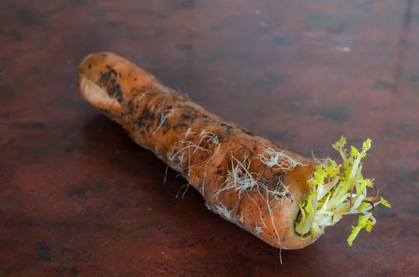 Orangen Karotten Mit Sprossen Auf Dem Küchentisch Eine Schmutzige Möhre — Stockfoto
