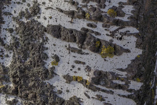 Gros Plan Sur Écorce Peuplier Texture Arbre Contexte Multitâche Naturel — Photo