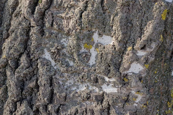 Γάβγισμα Λεύκας Από Κοντά Υφή Του Δέντρου Φυσικό Περιβάλλον Πολλαπλών — Φωτογραφία Αρχείου