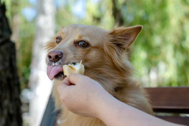 Yetişkin bir kadının eli, yaz parkındaki bankta duran kırmızı bir köpeğe dondurma yedirir. Uzun saçlı melez bir köpek dondurmayı ve somurtmayı ısırır. Seçici odak.