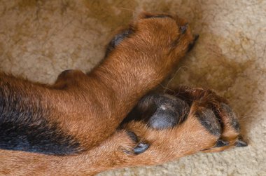 Köpeğin pençelerini halıya yakın çekim yap. Uyuyan bir Rottweiler 'ın kirli pençelerinin detaylı görüntüsü. Evcil hayvanların hayatı.