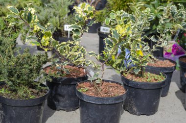 Birçok eşkıya ağacı saksıda dikmek için durur. Çeşitli kozalaklı tohumlar ve etiketli çoban püskülü. Bahar Bahçe Fuarı.